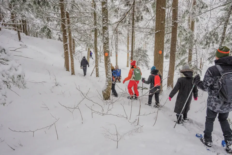 Groupe en raquettes dans forêt enneigée