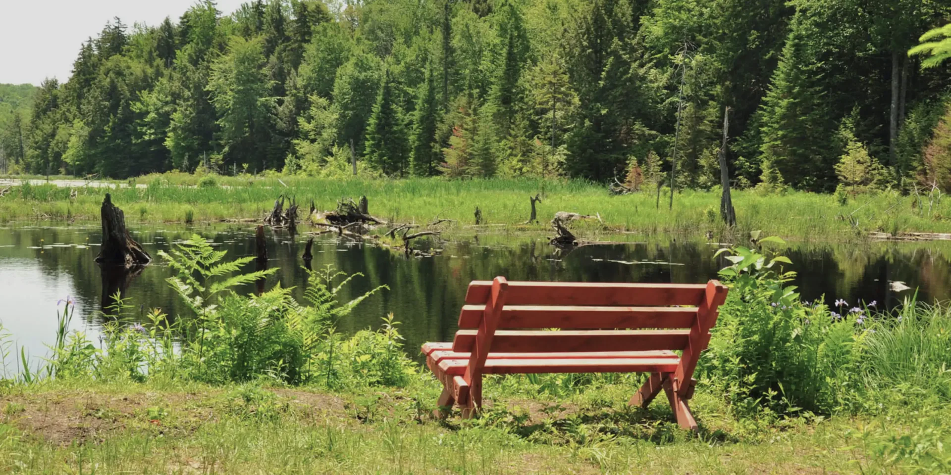 Banc en bois face à un étang forestier