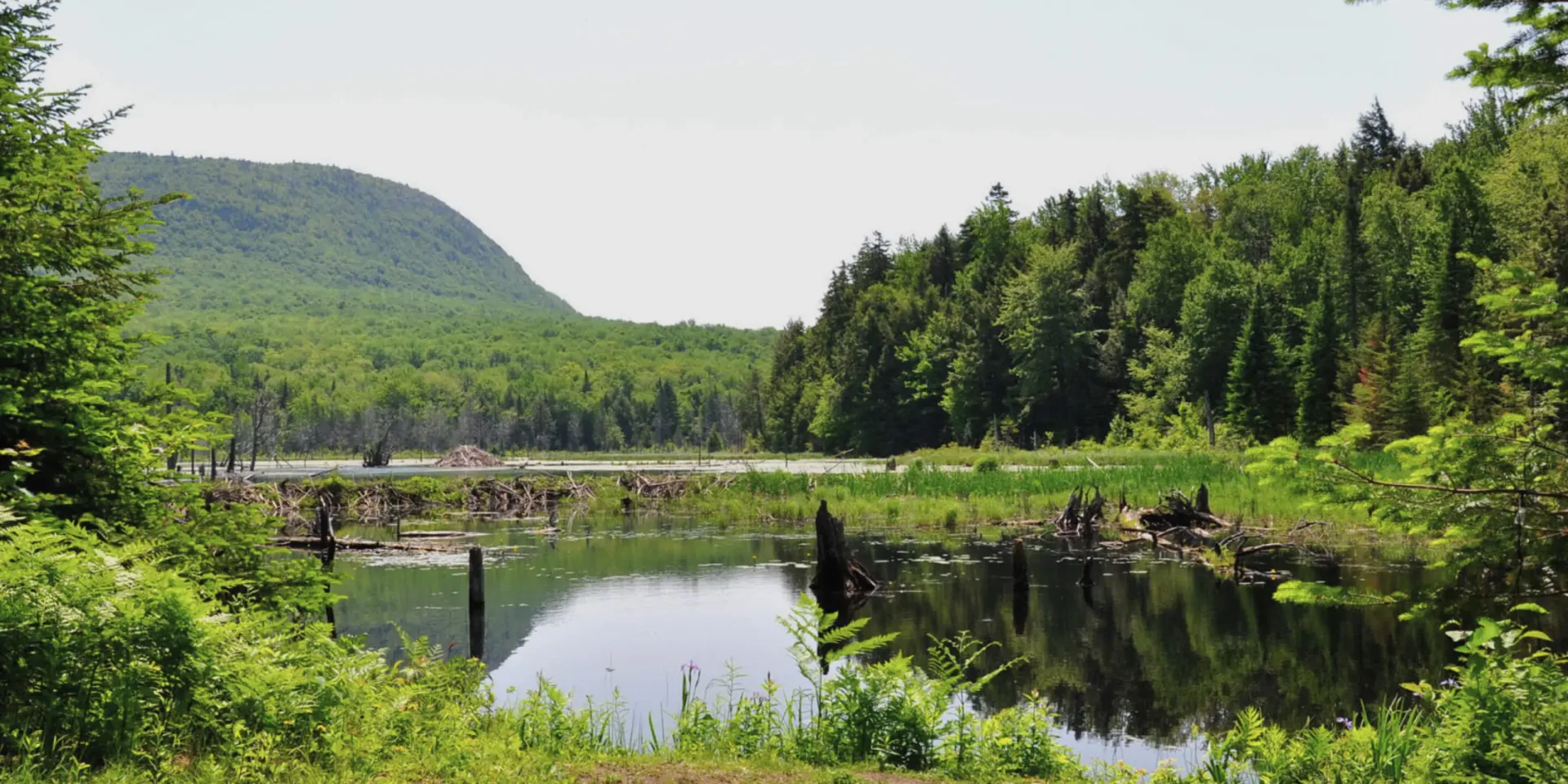 Forest wetland pond with mountain backdrop