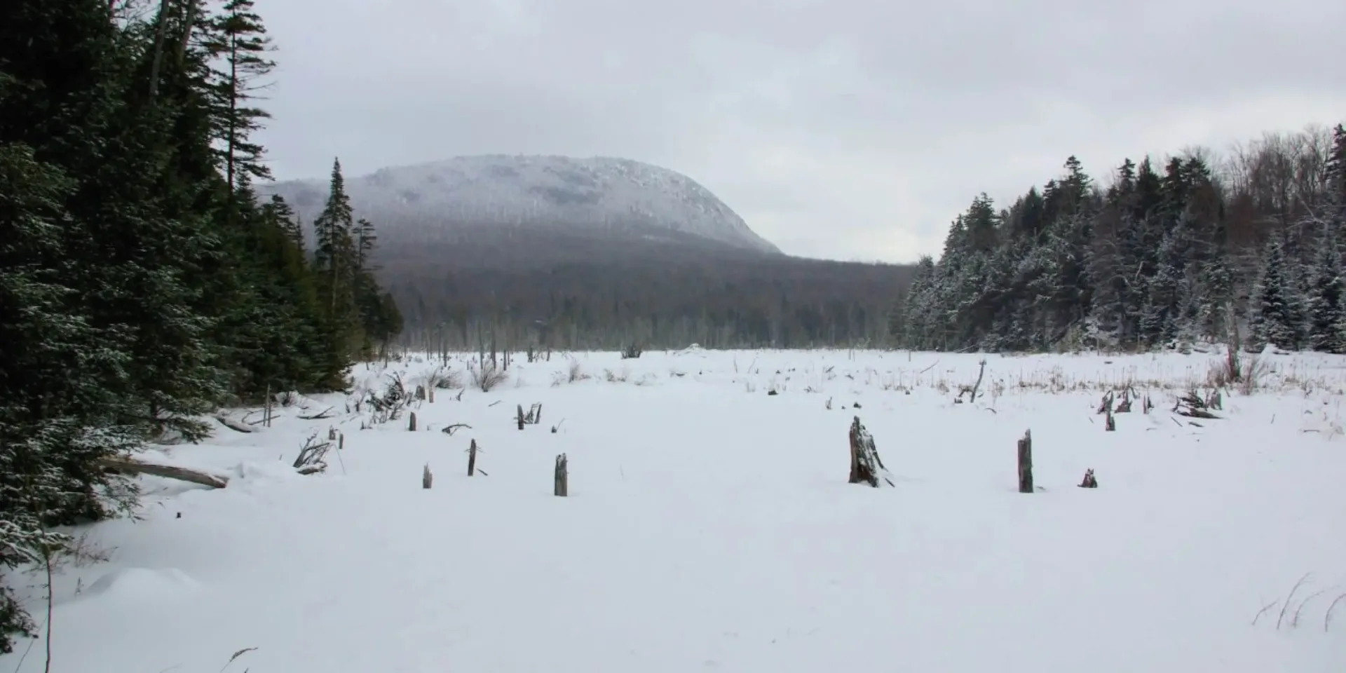 Snowy marsh with tree stumps and mountain backdrop