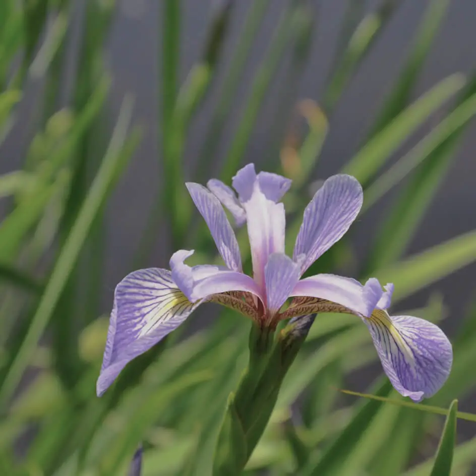 Close-up of purple iris flower in garden