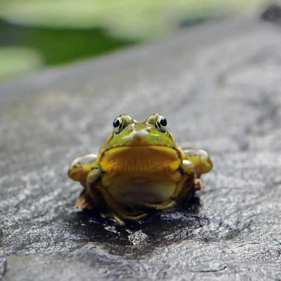 Close-up of green frog on wet pavement