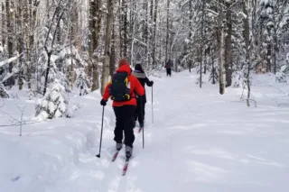 People cross-country skiing on snowy forest trail