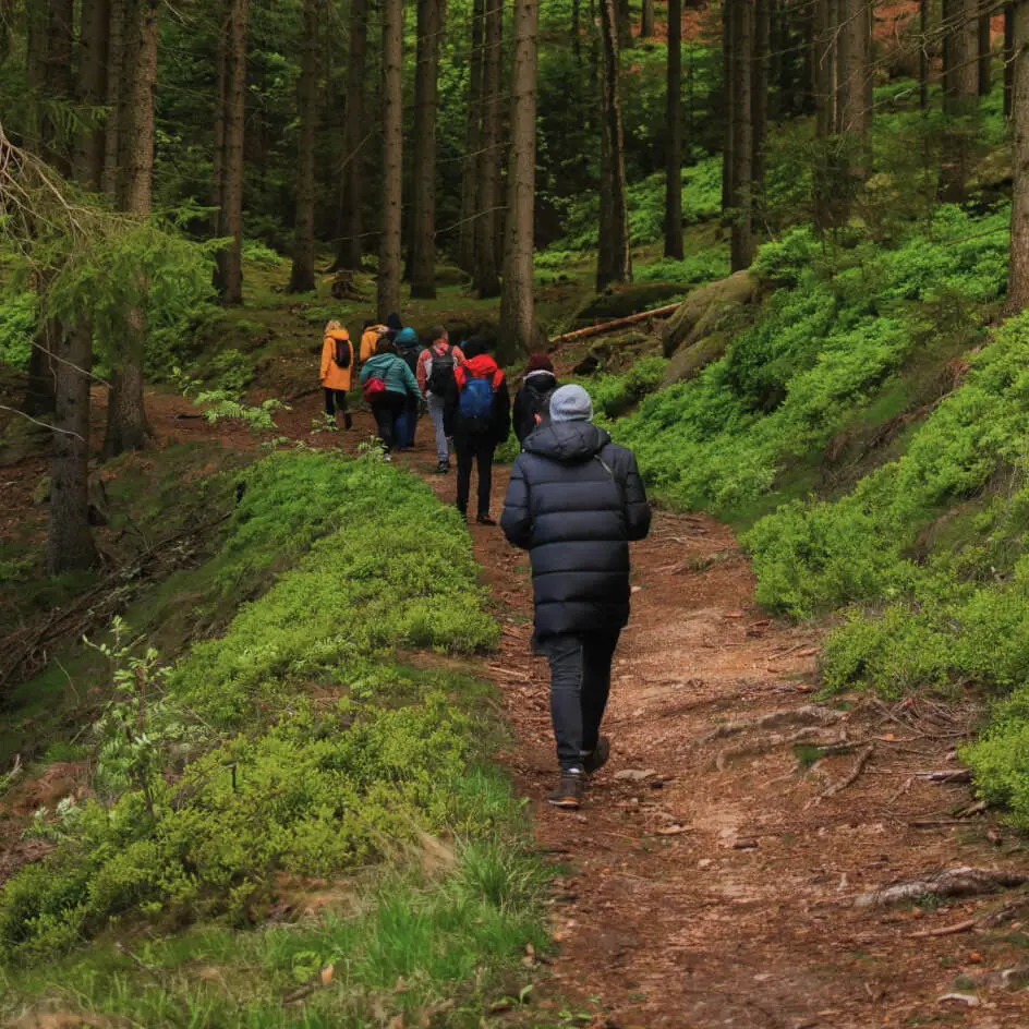 Groupe de randonneurs sur sentier forestier verdoyant