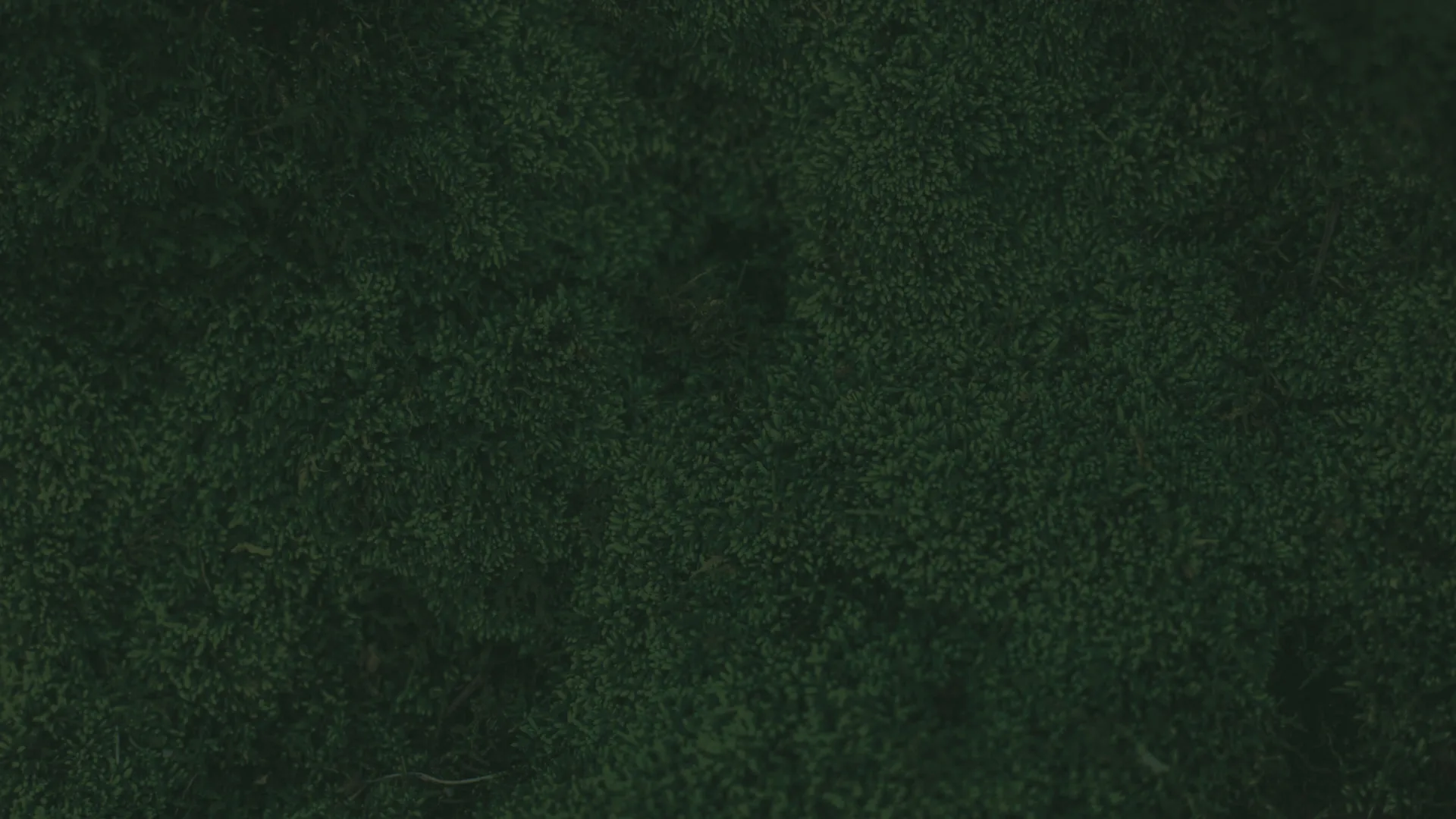 Dense dark green hanging foliage background